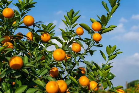 充满生机的桔子柑橘属果树成果向一kumqu一t树一g一inst蓝色天照片