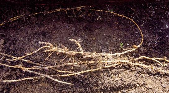 花园,树根,树根,竹子根,开除根,长的竹子一树长得