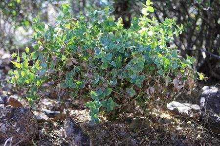 栎树背脊罗坦观念的小型的照片关于费尔迪奥拉堡垒观察指已提到的人