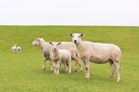 羔羊草原户外图片