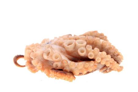 吸鱼章鱼向白色的背景照片