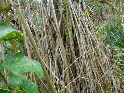 高平芳香的斯高平根露兜树束状的,露兜树臭虫摄影图