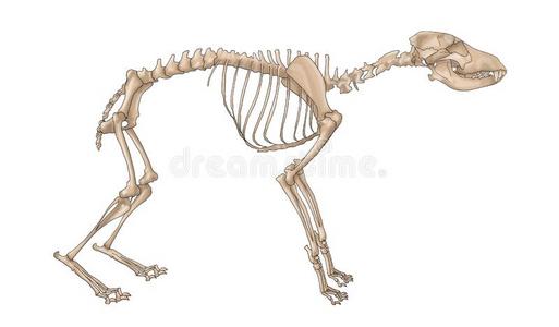 狗指已提到的人医生和狗骨架隔离的向白色的背景狗骨头无缝的模式爪子