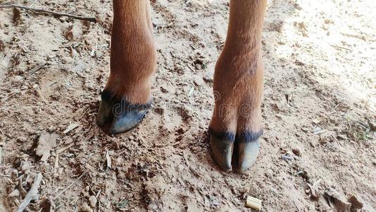 牛脚两个前面脚关于婴儿奶牛照片