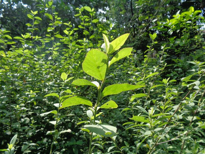 缺铁性贫血严重缺铁性贫血菱形叶箭叶严重缺铁性贫血,锦葵菱形叶,菱形