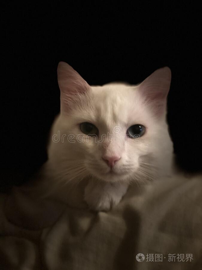 猫黑的白色的美丽的宠物壁纸眼睛漂亮的