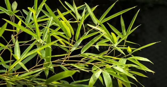 金竹子图片