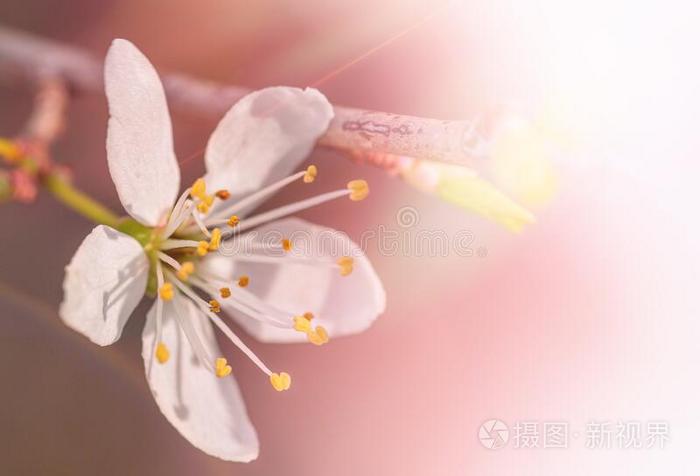 樱桃花.樱花花和困难的阴影关-在上面采用指已提到的人