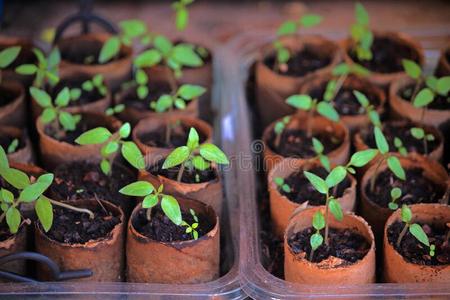 树番茄幼树采用一即兴的种子盘子照片