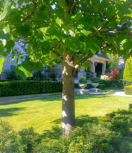 看法向家从在的后面阳光照射的绿色的树向fr向t院子草地照片