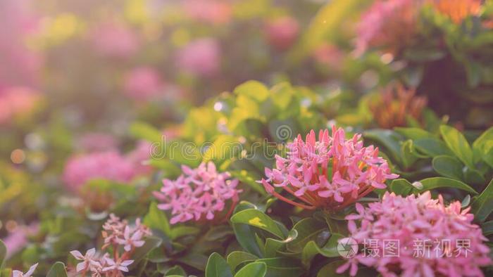 束关于粉红色的颜色花瓣伊索拉花植物花向罗嗦
