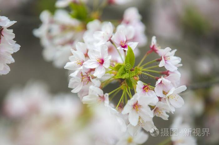 日本人樱花花春季季节特写镜头射手