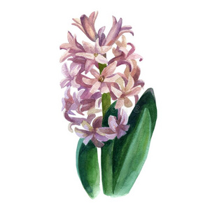 春季夏动机水彩风信子模式白色背景上的三个紫色风信子灯泡.