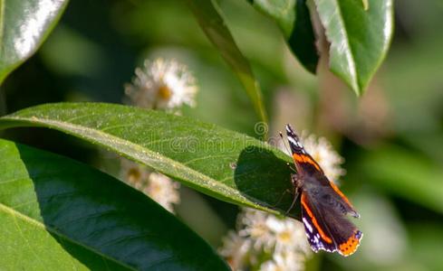 蓝色大闪蝶热带的蝴蝶和敞开的飞