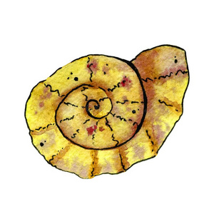 水彩画鹦鹉螺图片