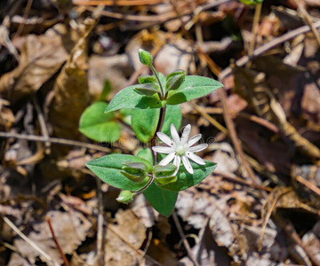 michx星繁缕-繁缕属公众的照片
