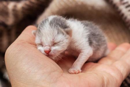 刚出生1天的小猫图片图片