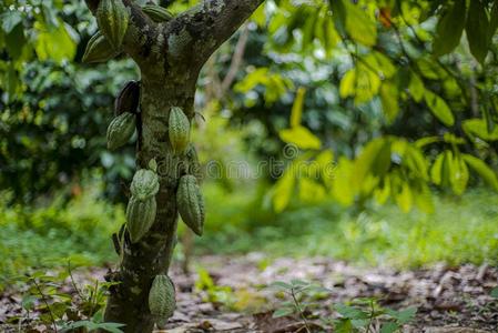 巧克力树,可可属:梧桐科植物可可成果照片