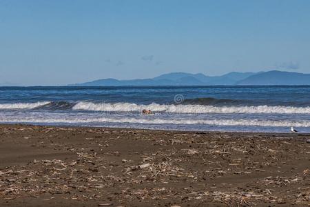 标题出局进入中指已提到的人海浪从落下包裹海滩采用新的西兰岛照片