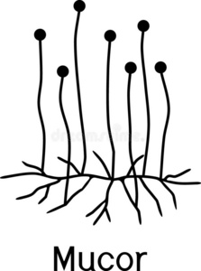 黑根霉孢子囊的形状图片