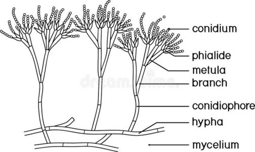 青霉菌的结构图图片