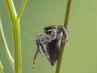 英语字母表的第16个字母1010018用于跳跃的蜘蛛,英语字母表的第16个