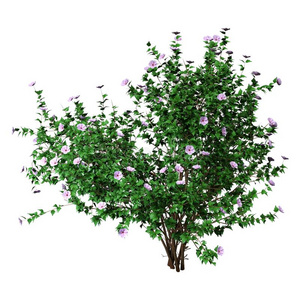 灌木苗木表图片