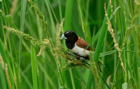 铸型的三色旗图片