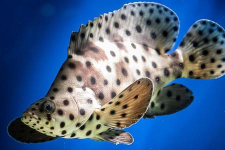 一有斑点的豹鱼即兴表演阿提维利斯熏鱼上附着的鳔采用蓝色水照片