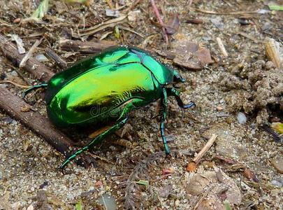 金龟子特写明亮的绿色的和金色的颜色玫瑰金龟子虫特写镜头.照片