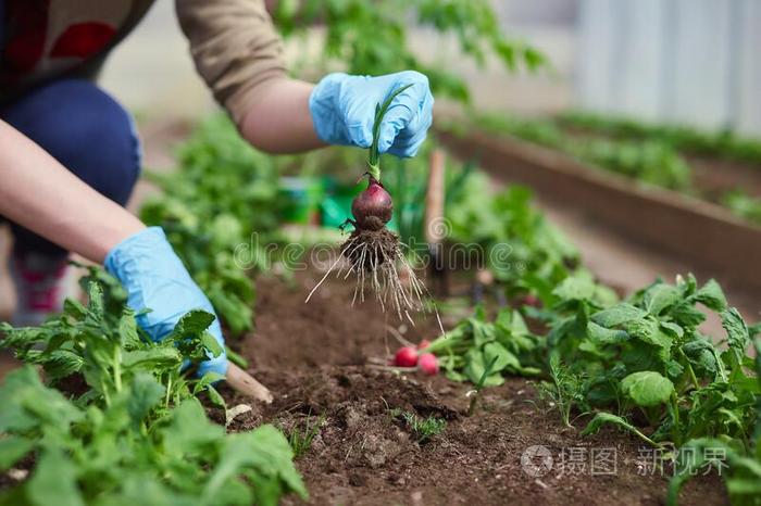 园丁手种植和采摘蔬菜从后院长嘴硬鳞鱼