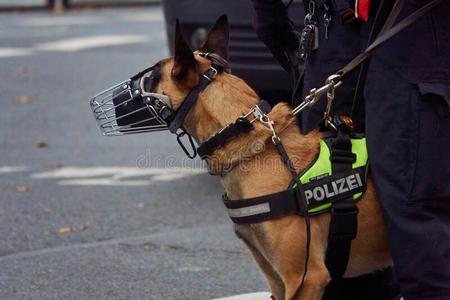 德国的牧羊人狗同样地服务狗关于指已提到的人警察部门和重的狗照片