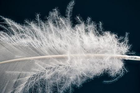 羽毛鸭单一的白色的北京宽条子绸鸭子羽毛-也大家知道的同样地长的岛