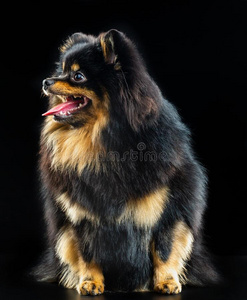 小的德国的波美拉尼亚丝毛狗,黑的小的松软的狗向一