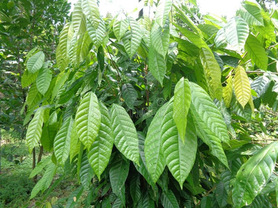 梧桐树枝可可树可可属:梧桐科植物可可,可可和自然的背景照片