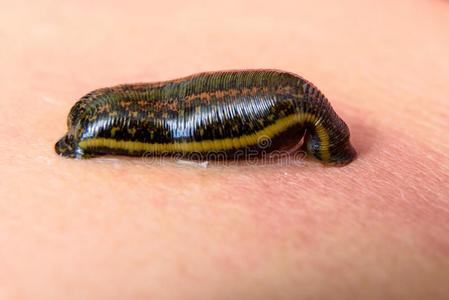 吸人血热带的陆地水蛭吸奶的det.一些血从指已提到的人皮照片