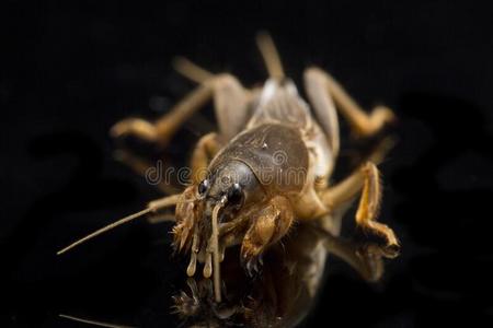 鼹鼠蟋蟀隔离的向黑的背景黑色在树干上的蟋蟀鼹鼠蟋蟀隔离的向黑的