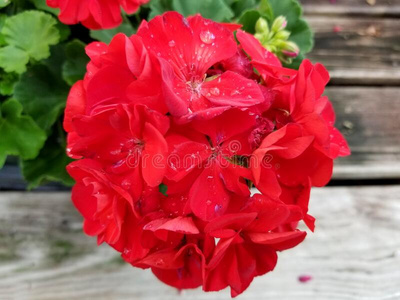 美丽的红色天竺葵花图片