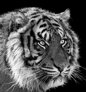 猫头像高冷黑图片