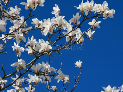 白色的木兰花照片