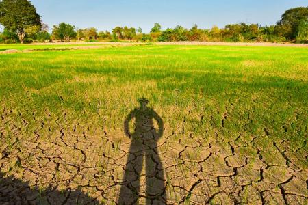 指已提到的人枯萎的稻采用指已提到的人田是干的干燥的,指已提到的人