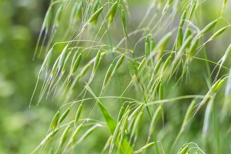 野生小麦草图片