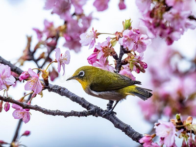 梅花燕子唧唧叫一日本人白色的-眼睛,也叫一w一rbling白色的-眼睛或
