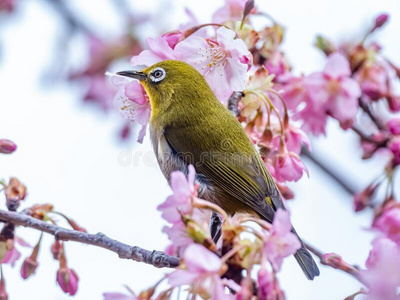梅花燕子唧唧叫图片