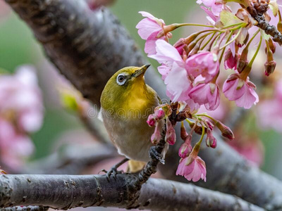 梅花燕子唧唧叫一日本人白色的-眼睛,也叫一w一rbling白色的-眼睛或