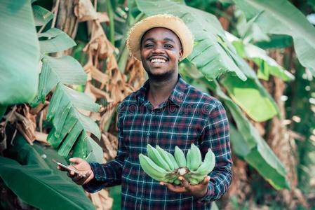 男人器官非洲的农场主男人使用智能手机和佃户租种的土地香蕉在器官
