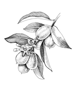 手疲惫的盛开的金橘树枝和成熟的成果.照片