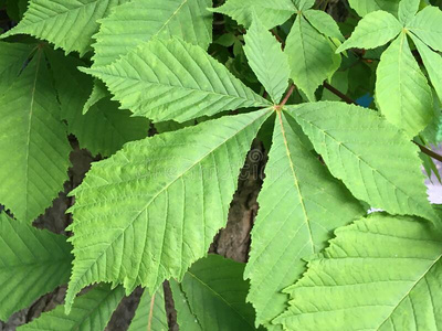 绿色的叶子有脉纹的宏指令.自然的极简主义背景.照片