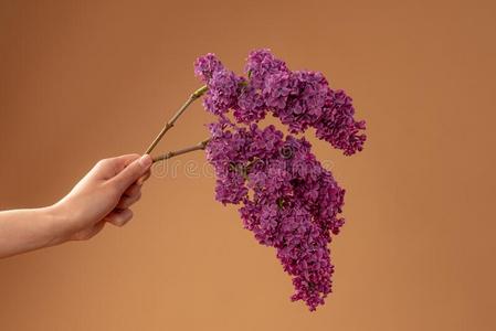 榛束女人手保存华丽的树枝关于紫色的丁香花属花使隔离照片