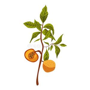 桃子漫画上篇图片